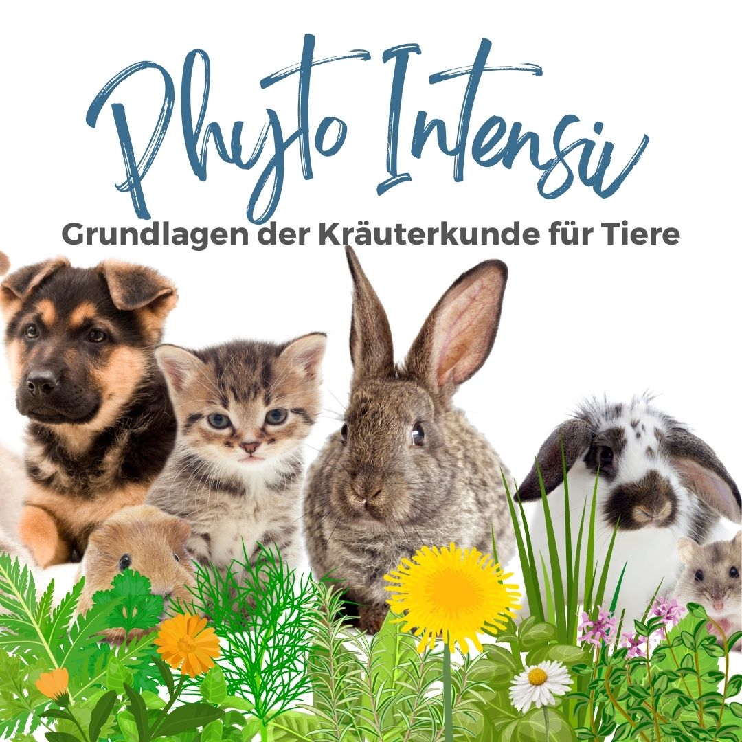 https://www.tierisches-wissen.de/wp-content/uploads/2023/02/tw-Schoene-Zaehne-Instagram-Post-Quadratisch.jpg